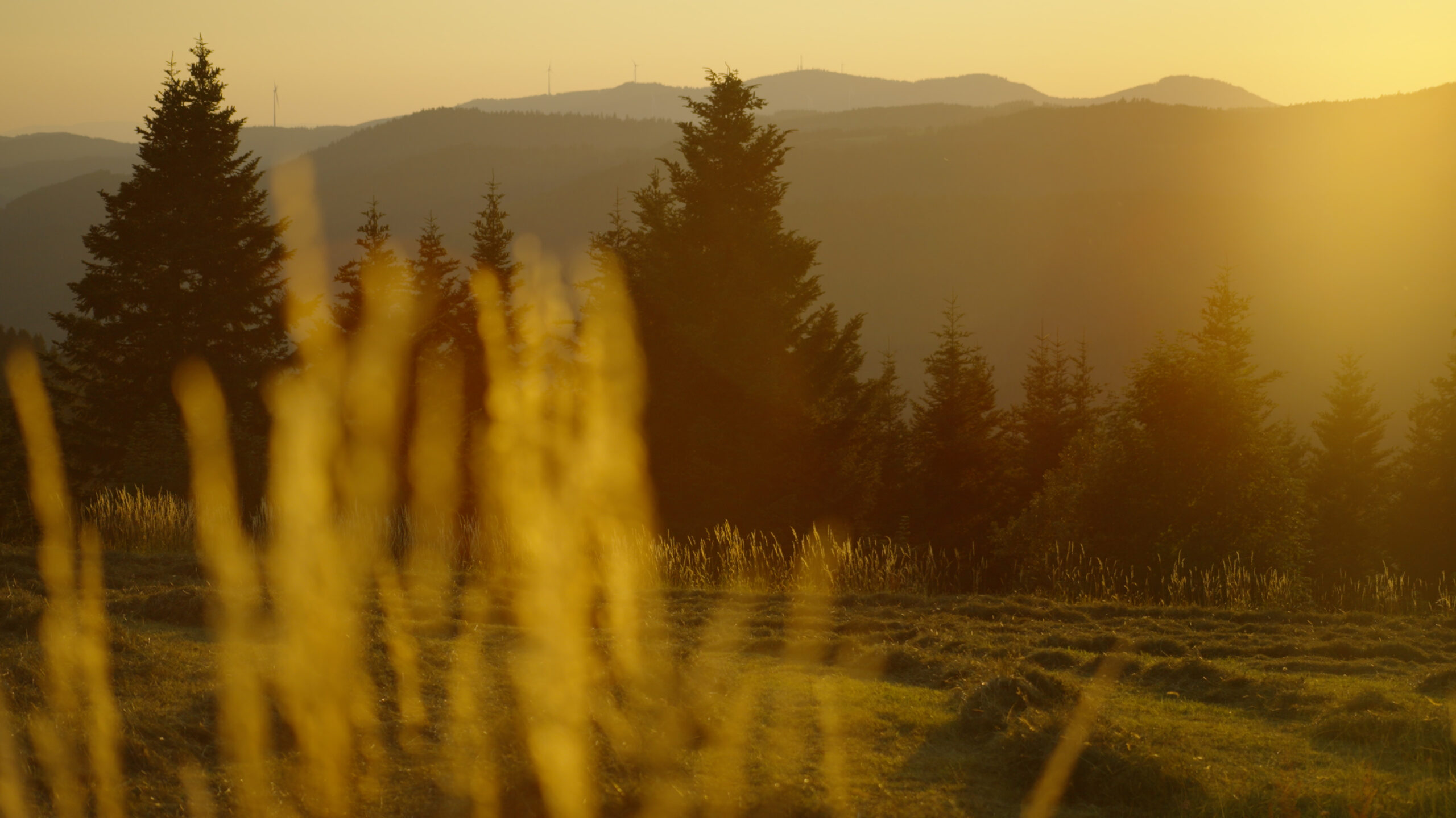 three pictures of a woman at the bottom of a staircase shouting Sonnenuntergang. Landschaftsbild im Schwarzwald, Gräser im Vordergrund, Berge im Hintergrund